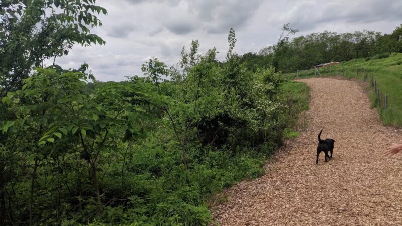 Whalon Lake Dog Park - Naperville, IL