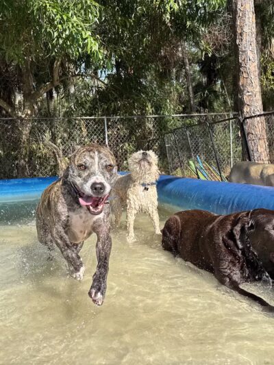 Donnie’s World LLC - Naples, FL