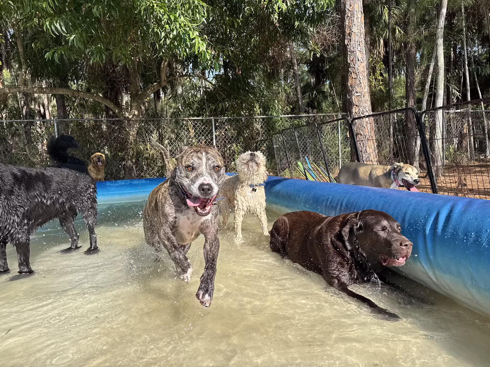 Donnie’s World LLC - Naples, FL