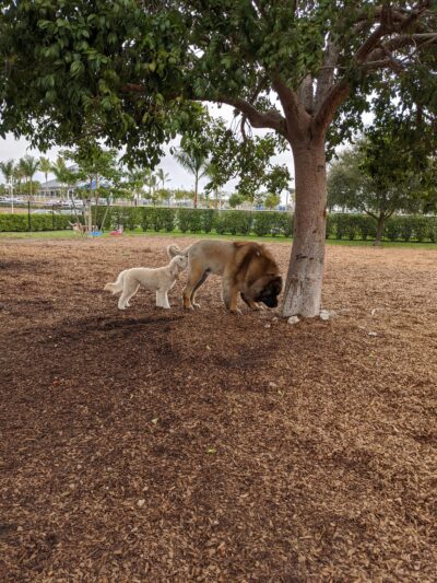 Naples Dog Park - Naples, FL