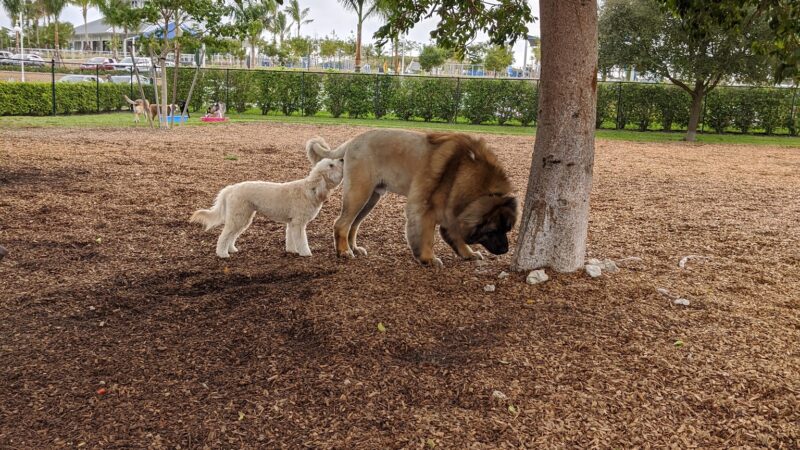 Naples Dog Park - Naples, FL