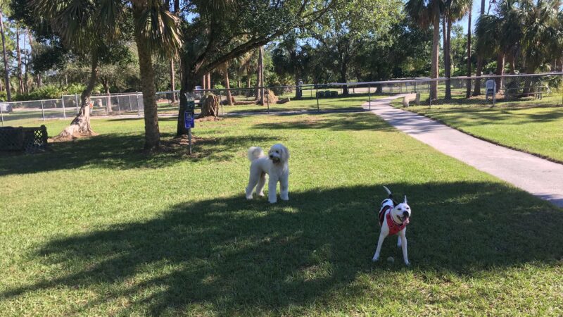 Rover Run - Naples, FL