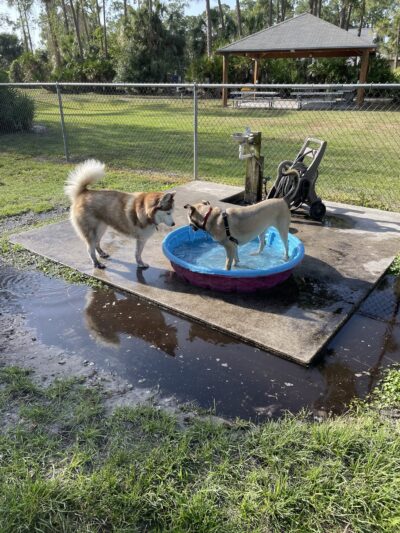 Rover Run - Naples, FL