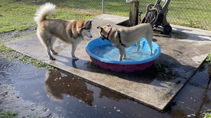 Rover Run - Naples, FL
