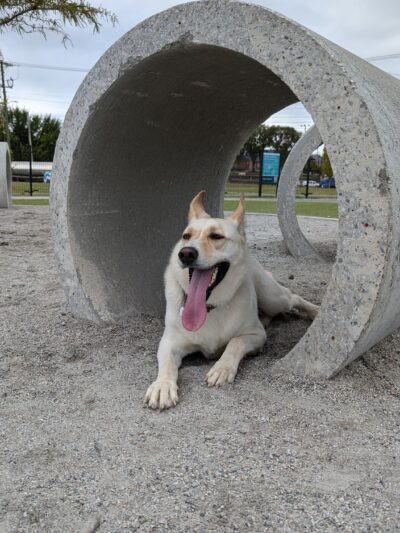 Central Dog Park - Nashville, TN