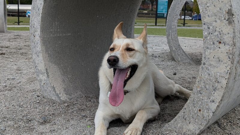 Central Dog Park - Nashville, TN