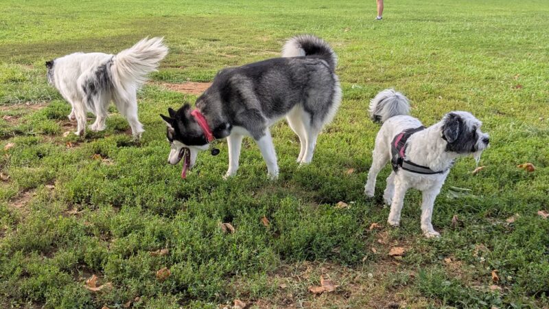 Edwin Warner Dog Park - Nashville, TN
