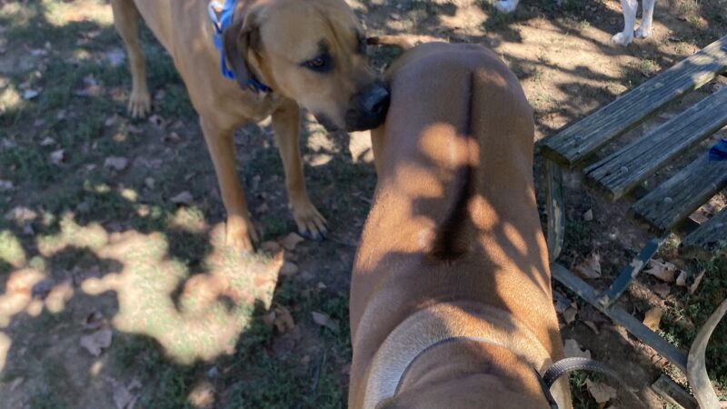 Edwin Warner Dog Park - Nashville, TN