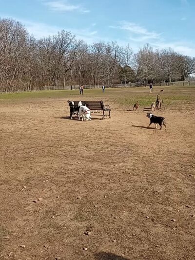 Edwin Warner Dog Park - Nashville, TN