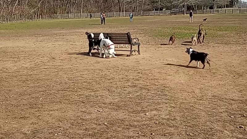 Edwin Warner Dog Park - Nashville, TN