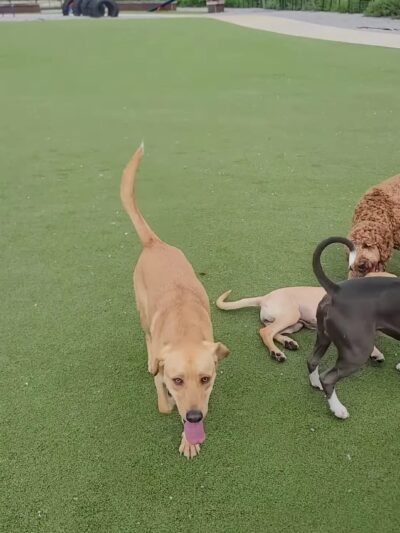 Fair Park Dog Park - Nashville, TN