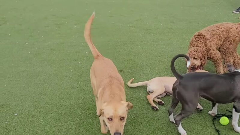 Fair Park Dog Park - Nashville, TN