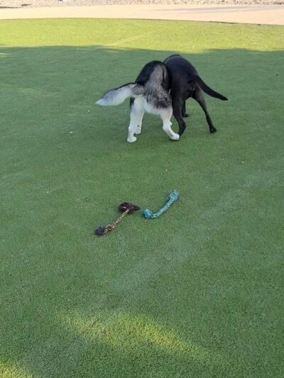 Fair Park Dog Park - Nashville, TN