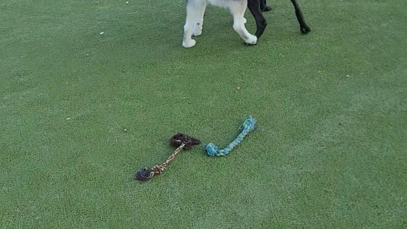 Fair Park Dog Park - Nashville, TN