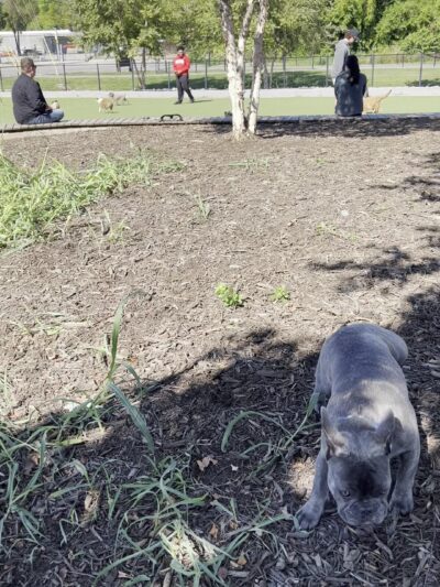 Fair Park Dog Park - Nashville, TN