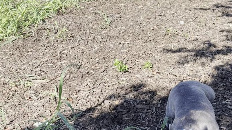 Fair Park Dog Park - Nashville, TN