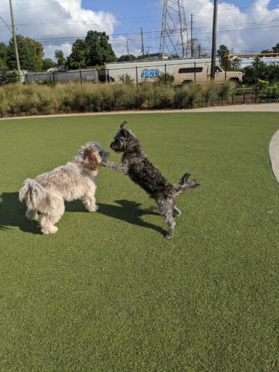 Fair Park Dog Park - Nashville, TN