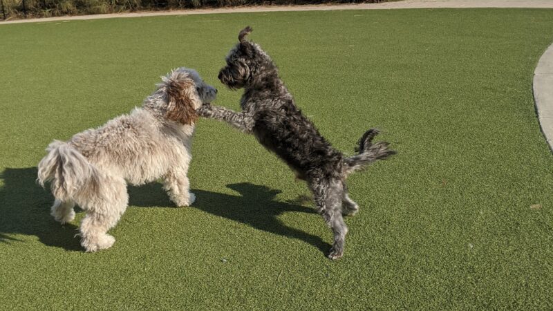 Fair Park Dog Park - Nashville, TN