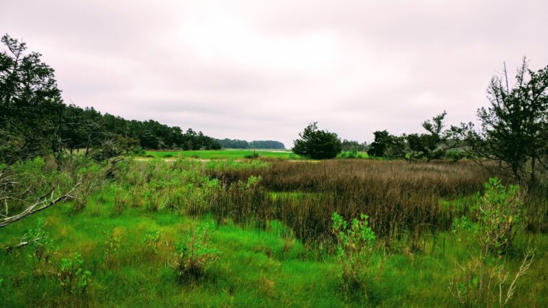 Brownsville Preserve - Nassawadox, VA