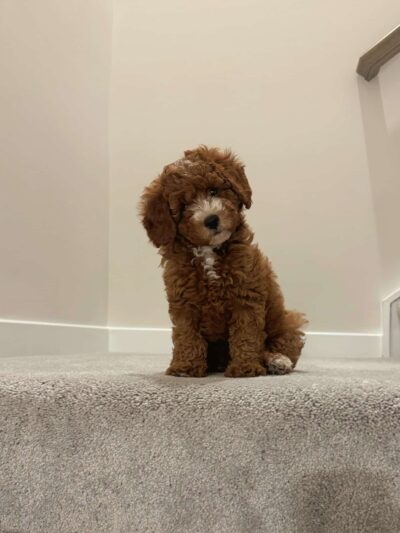 Rockbridge Puppies - Natural Bridge, VA
