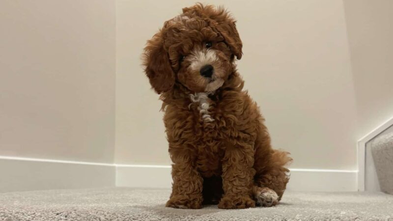 Rockbridge Puppies - Natural Bridge, VA