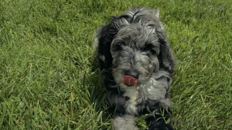 Rockbridge Puppies - Natural Bridge, VA