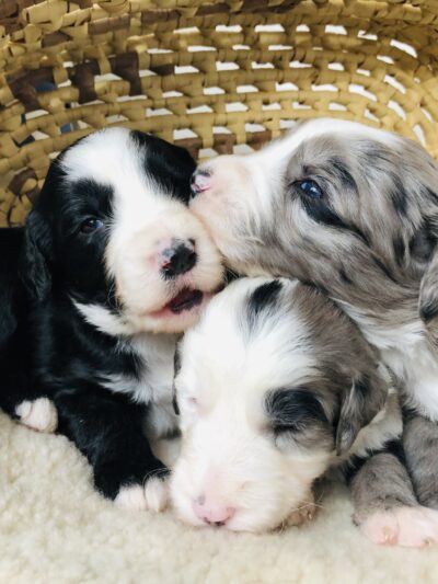 Rockbridge Puppies - Natural Bridge, VA