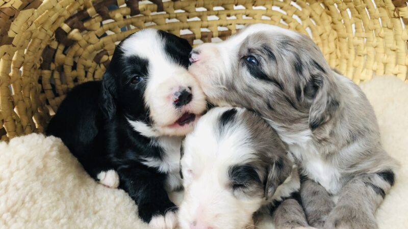 Rockbridge Puppies - Natural Bridge, VA