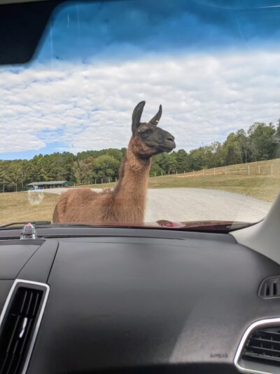 Virginia Safari Park - Natural Bridge, VA