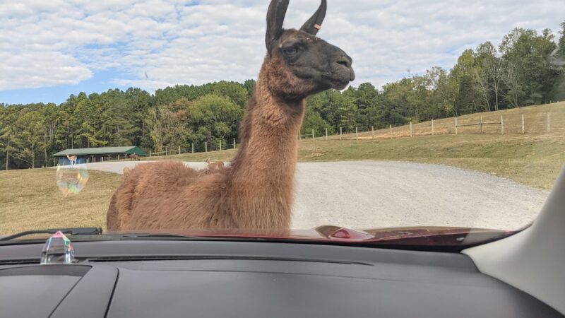 Virginia Safari Park - Natural Bridge, VA