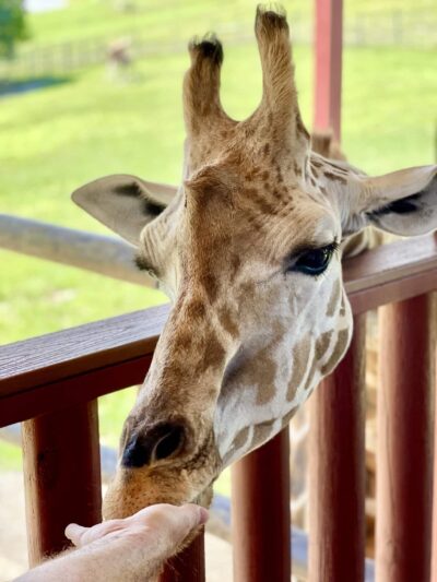 Virginia Safari Park - Natural Bridge, VA