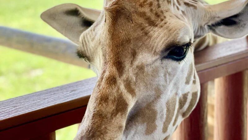 Virginia Safari Park - Natural Bridge, VA