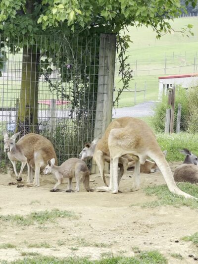 Virginia Safari Park - Natural Bridge, VA