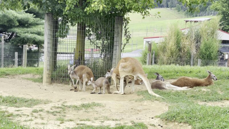 Virginia Safari Park - Natural Bridge, VA