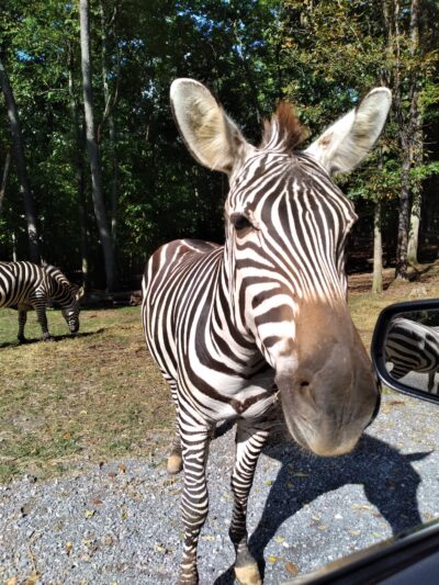 Virginia Safari Park - Natural Bridge, VA