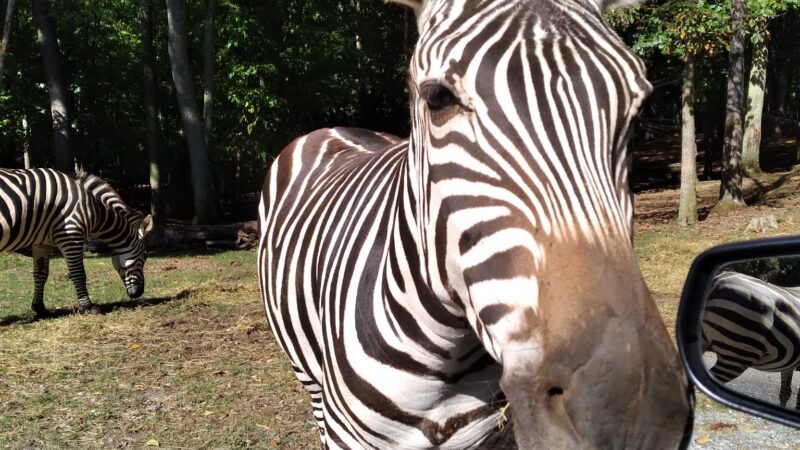 Virginia Safari Park - Natural Bridge, VA