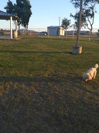 Spike's Desert Dog Parks - Needles, CA