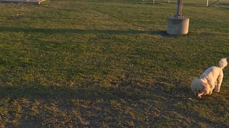 Spike's Desert Dog Parks - Needles, CA