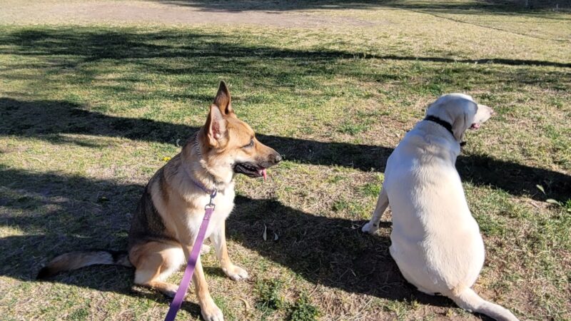 Spike's Desert Dog Parks - Needles, CA