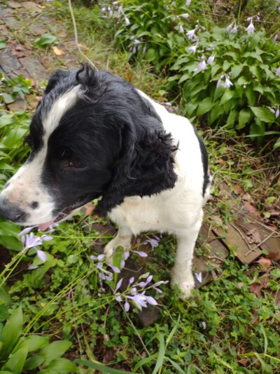 New Albin Park - New Albin, IA