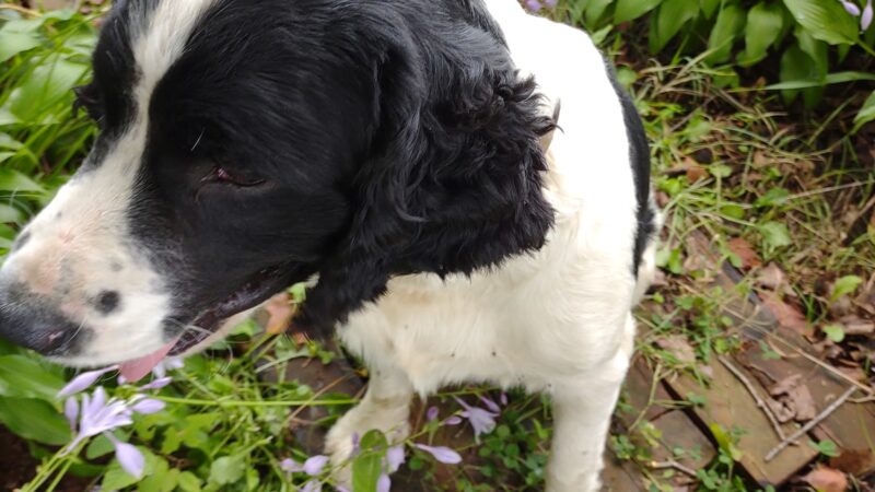 New Albin Park - New Albin, IA