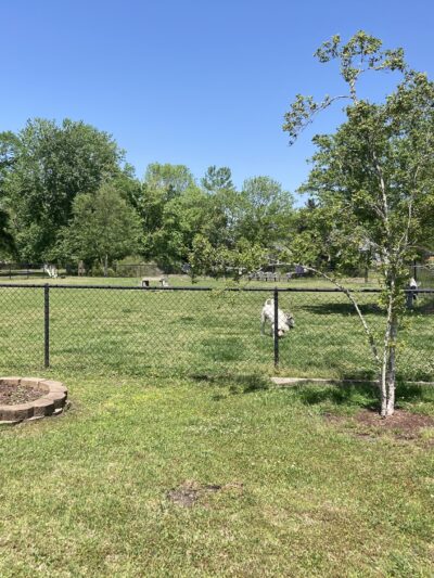 River Bend Dog Park - New Bern, NC