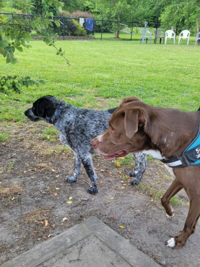 River Bend Dog Park - New Bern, NC
