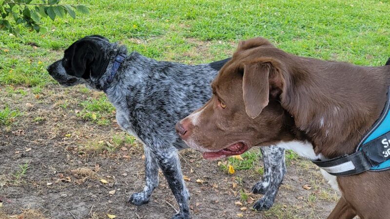 River Bend Dog Park - New Bern, NC