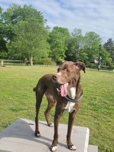 River Bend Dog Park - New Bern, NC
