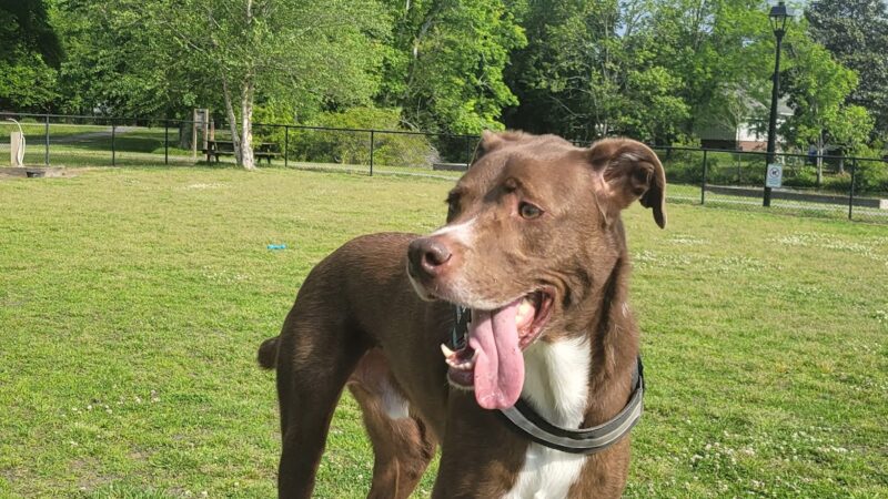River Bend Dog Park - New Bern, NC