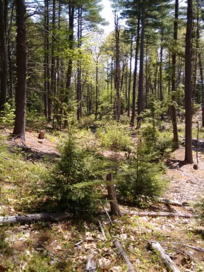 Deland Memorial Forest - New Boston, NH