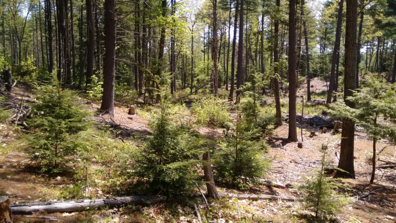 Deland Memorial Forest - New Boston, NH