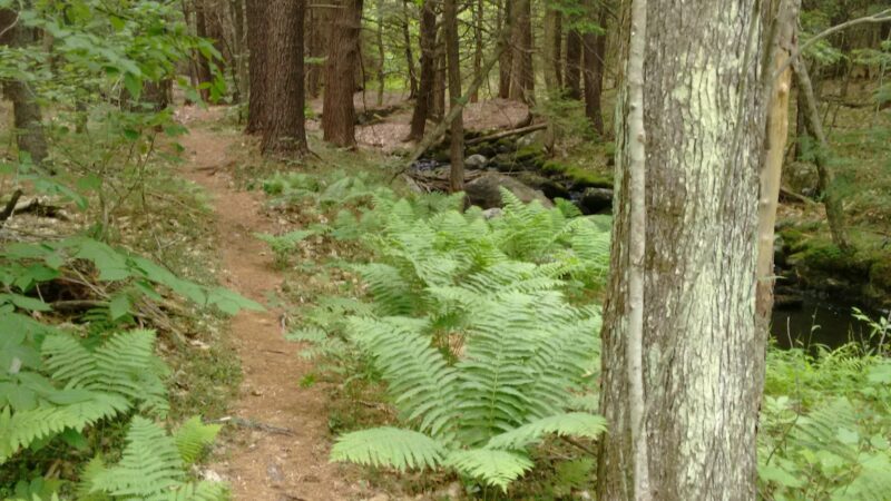 Deland Memorial Forest - New Boston, NH