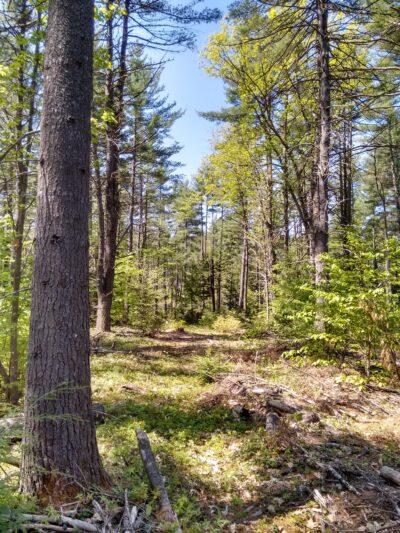 Deland Memorial Forest - New Boston, NH